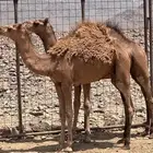 قعدان