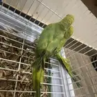فروخ دره