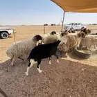 غنم نعيم