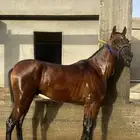 حصان شعبي