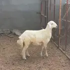 طلي حري ذبيحه