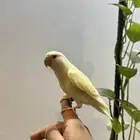 روز هدد نشبه