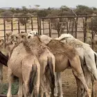 حشوان للبيع