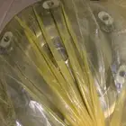 بطيخة طنجرة قير سنتافي