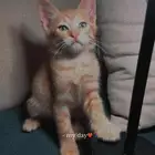 غطه