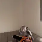 بغبغاء كروان هولندي