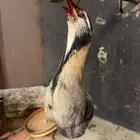 محنط للبيع قهبي