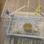 فروخ بادحي الحبه ب 40