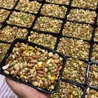 منوع لطيور الروز والكروان والبادجي والكنيور