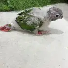 فرخ كنيور يلو سايد