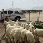 طليان و رخال حري ( تم البيع )