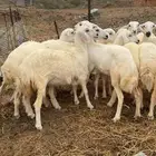 رخال مقاني