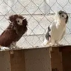 حمام هجين جوكوبين
