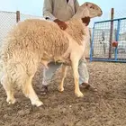 فحل صنف من حلال مسيفر الدهيمي