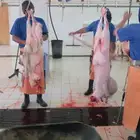 ذبايح