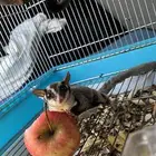 شوقر قلايدر منتج