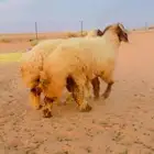 نعيم جذعان جبره