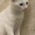 قط بلدي ابيض للتبني عمره 3 شهور