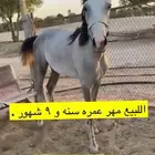 اللبيع مهر