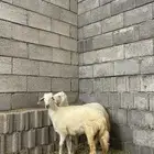 رخال