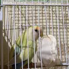 جوز روز