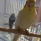 زوج كروان للبيع اليفه