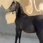 مهره للبيع شعبيه شيخه