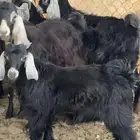 تيوس(تم البيع)