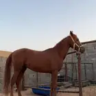 حصان شعبي للبيع شرط من كلشي وطبعه على الشرط