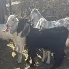 تيوس بني مالك