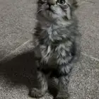 قطة صغيرة للتبني