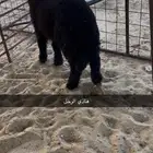 رخل هرفيه عربيه
