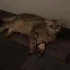 قطط