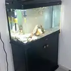 حوض اسماك