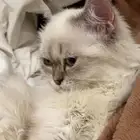 قط للتبني ذكر