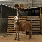 سواكني ذبيحة طيبه