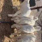 طليان ذبايح