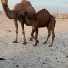 عشراء مبيوع ولدها للبيع