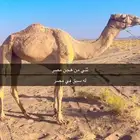 قعود ثني