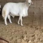 خروف فحل