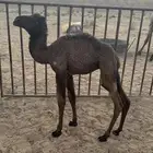 حواره ضيار