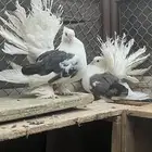 حمام امريكي مكتف