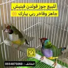 قولدين فنش جاهز وفاخر