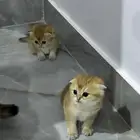 سكوتش فولد للبيع
