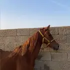 فرس عربيه