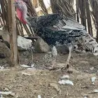 دجاج رومي ذكر وانثاء