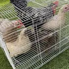 للبيع اربع حبات دجاج بلدي وديك واحد