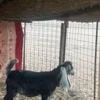 الفحل فحل مستقبل عارضي معرف