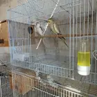 ازواج كروان