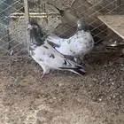 حمام بكستاني تيدي طيران